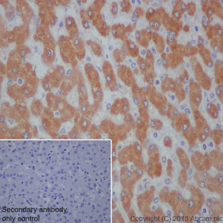 Immunohistochemistry (Formalin/PFA-fixed paraffin-embedded sections) - Anti-Prohibitin antibody [EP2803Y] (ab75766), expandable thumbnail