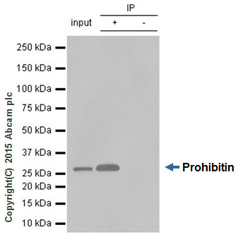 Immunoprecipitation - Anti-Prohibitin antibody [EP2803Y] (AB75766), expandable thumbnail