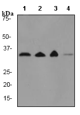 Western blot - Anti-Prohibitin antibody [EP2803Y] (AB75766)