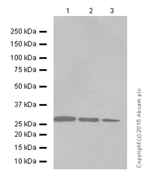 Western blot - Anti-Prohibitin antibody [EP2803Y] (AB75766), expandable thumbnail