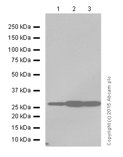 Western blot - Anti-Prohibitin antibody [EP2803Y] (ab75766), expandable thumbnail