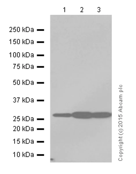Western blot - Anti-Prohibitin antibody [EP2803Y] (AB75766)