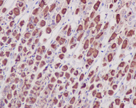 Immunohistochemistry (Formalin/PFA-fixed paraffin-embedded sections) - Anti-Prohibitin antibody [EP2803Y] - BSA and Azide free (AB239865)