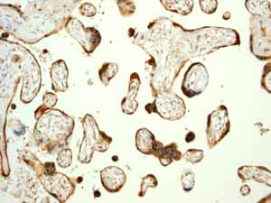 Immunohistochemistry (Formalin/PFA-fixed paraffin-embedded sections) - Anti-Prohibitin antibody [EP2803Y] - BSA and Azide free (AB239865)