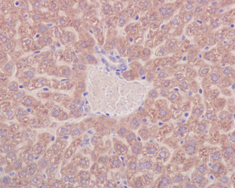 Immunohistochemistry (Formalin/PFA-fixed paraffin-embedded sections) - Anti-Prohibitin antibody [EP2803Y] - BSA and Azide free (AB239865)
