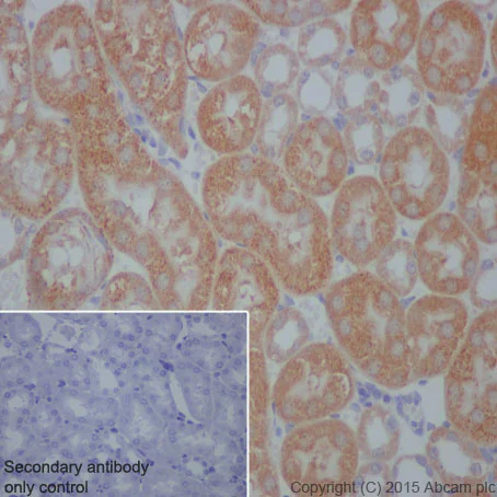 Immunohistochemistry (Formalin/PFA-fixed paraffin-embedded sections) - Anti-Prohibitin antibody [EP2803Y] - BSA and Azide free (AB239865)