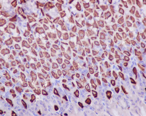 Immunohistochemistry (Formalin/PFA-fixed paraffin-embedded sections) - Anti-Prohibitin antibody [EP2803Y] - BSA and Azide free (AB239865)