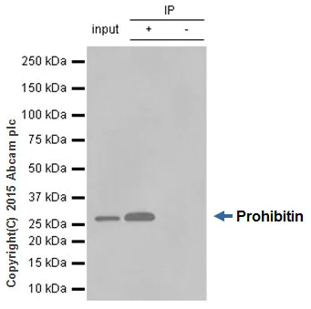 Immunoprecipitation - Anti-Prohibitin antibody [EP2803Y] - BSA and Azide free (AB239865)