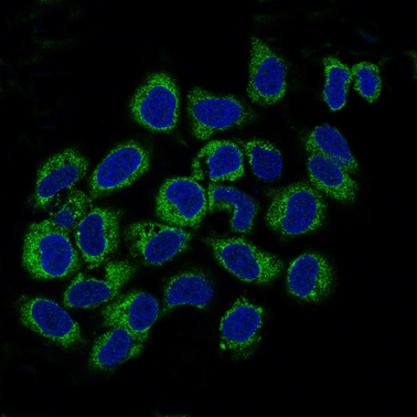 Immunocytochemistry/ Immunofluorescence - Anti-Prohibitin antibody [EP2804Y] - BSA and Azide free (AB234919)