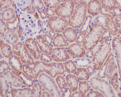 Immunohistochemistry (Formalin/PFA-fixed paraffin-embedded sections) - Anti-Prohibitin antibody [EP2804Y] - BSA and Azide free (AB234919)
