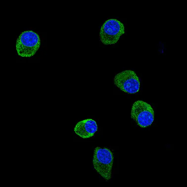 Immunocytochemistry/ Immunofluorescence - Anti-Prohibitin antibody [EP2804Y] - Mitochondrial Marker (AB75771)