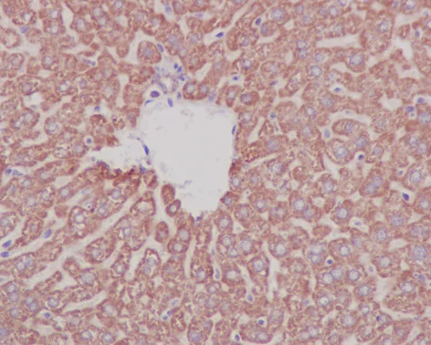 Immunohistochemistry (Formalin/PFA-fixed paraffin-embedded sections) - Anti-Prohibitin antibody [EP2804Y] - Mitochondrial Marker (AB75771)