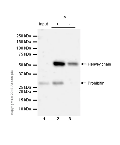 Immunoprecipitation - Anti-Prohibitin antibody [EP2804Y] - Mitochondrial Marker (AB75771)