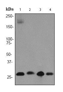 Western blot - Anti-Prohibitin antibody [EP2804Y] - Mitochondrial Marker (AB75771)