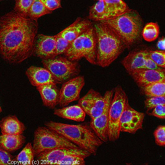 Immunocytochemistry/ Immunofluorescence - Anti-Prohibitin antibody - Mitochondrial Marker (AB28172)