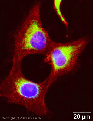 Immunocytochemistry/ Immunofluorescence - Anti-Prohibitin antibody - Mitochondrial Marker (AB28172)