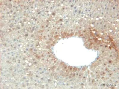 Immunohistochemistry (Formalin/PFA-fixed paraffin-embedded sections) - Anti-Prohibitin antibody - Mitochondrial Marker (AB28172)