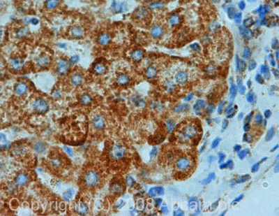 Immunohistochemistry (Formalin/PFA-fixed paraffin-embedded sections) - Anti-Prohibitin antibody - Mitochondrial Marker (AB28172)