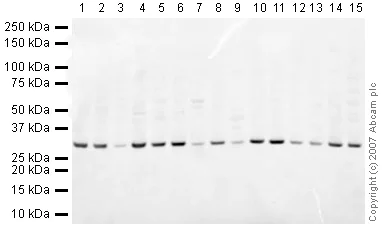 Western blot - Anti-Prohibitin antibody - Mitochondrial Marker (AB28172)