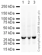 Western blot - Anti-Prohibitin antibody - Mitochondrial Marker (AB28172)