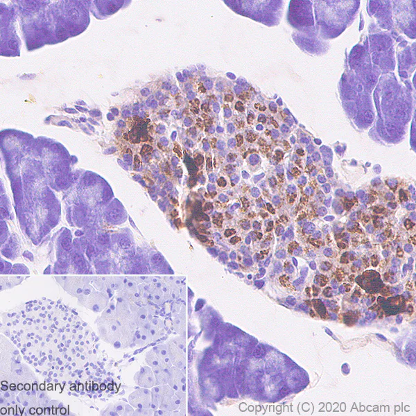 Immunohistochemistry (Formalin/PFA-fixed paraffin-embedded sections) - Anti-Proinsulin antibody [3B6-19-1] - BSA and Azide free (AB255745)
