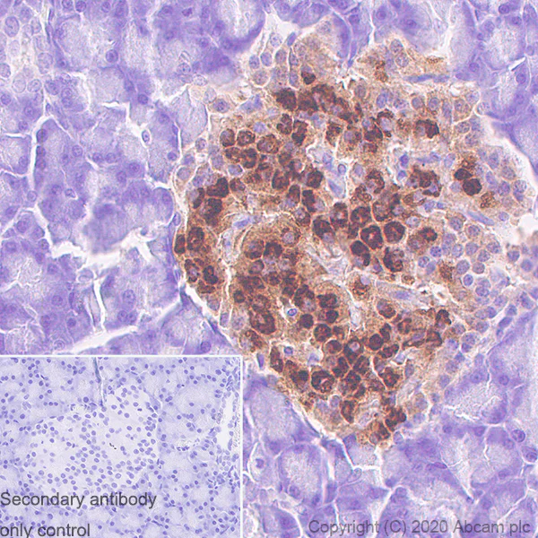 Immunohistochemistry (Formalin/PFA-fixed paraffin-embedded sections) - Anti-Proinsulin antibody [3B6-19-1] - BSA and Azide free (AB255745)