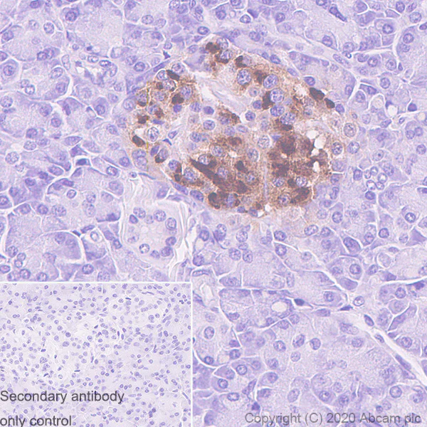 Immunohistochemistry (Formalin/PFA-fixed paraffin-embedded sections) - Anti-Proinsulin antibody [3B6-19-1] - BSA and Azide free (AB255745)