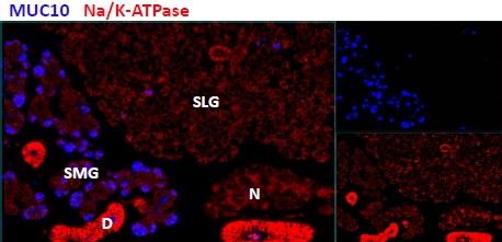 Immunohistochemistry (Formalin/PFA-fixed paraffin-embedded sections) - Anti-Prol1 antibody (AB119999)