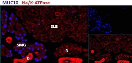 Immunohistochemistry (Formalin/PFA-fixed paraffin-embedded sections) - Anti-Prol1 antibody (AB119999)