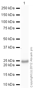 Western blot - Anti-Prolactin/PRL antibody (AB103617)