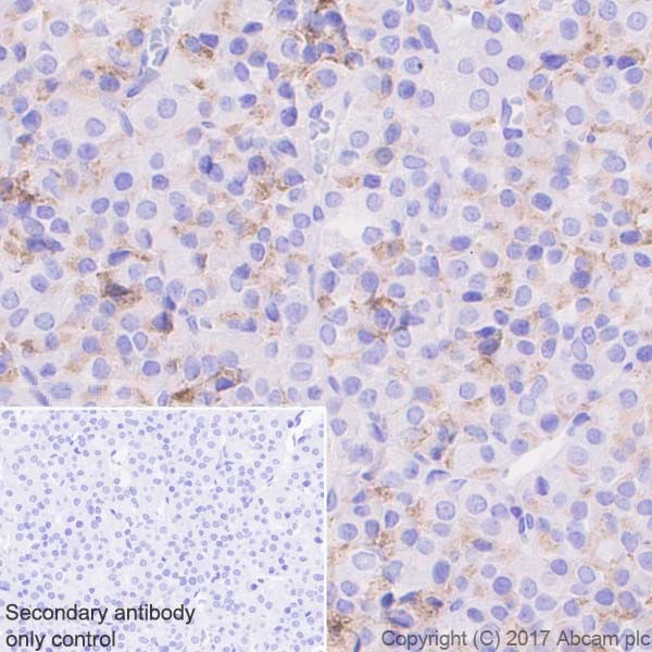 Immunohistochemistry (Formalin/PFA-fixed paraffin-embedded sections) - Anti-Prolactin/PRL antibody [EPR18018-31] (AB188229), expandable thumbnail
