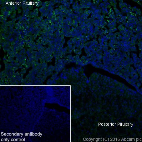 Immunohistochemistry (Frozen sections) - Anti-Prolactin/PRL antibody [EPR19372] (AB183968)
