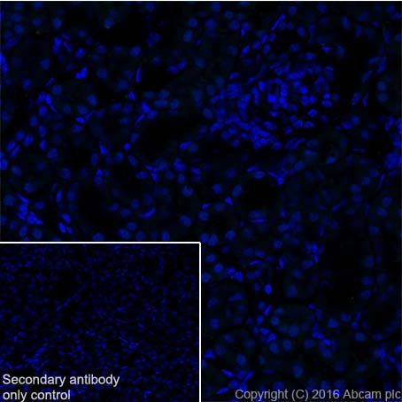 Immunohistochemistry (Frozen sections) - Anti-Prolactin/PRL antibody [EPR19372] (AB183968)