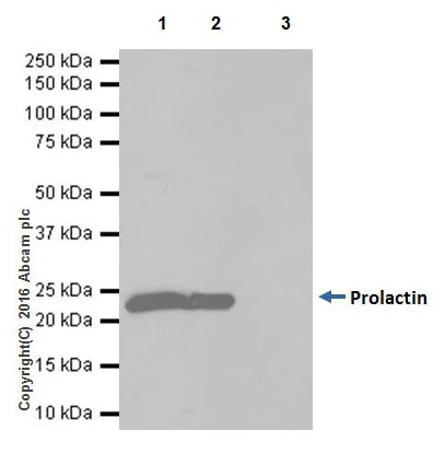 Immunoprecipitation - Anti-Prolactin/PRL antibody [EPR19372] (AB183968)