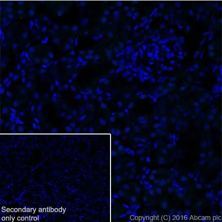 Immunohistochemistry (Frozen sections) - Anti-Prolactin/PRL antibody [EPR19372] - BSA and Azide free (AB250714)