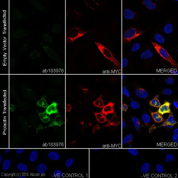 Immunocytochemistry/ Immunofluorescence - Anti-Prolactin/PRL antibody [EPR19386] - BSA and Azide free (AB238938)
