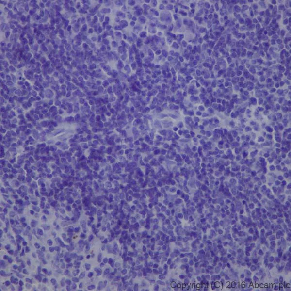 Immunohistochemistry (Formalin/PFA-fixed paraffin-embedded sections) - Anti-Prolactin/PRL antibody [EPR19386] - BSA and Azide free (AB238938)