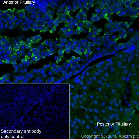 Immunohistochemistry (Frozen sections) - Anti-Prolactin/PRL antibody [EPR19386] - BSA and Azide free (AB238938)