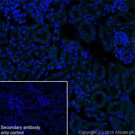 Immunohistochemistry (Frozen sections) - Anti-Prolactin/PRL antibody [EPR19386] - BSA and Azide free (AB238938)