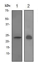 Western blot - Anti-Prolactin/PRL antibody [EPR3216] - BSA and Azide free (AB247565)