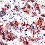 Immunohistochemistry (Formalin/PFA-fixed paraffin-embedded sections) - Anti-Prolactin/PRL antibody, prediluted (AB64485)