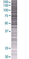 SDS-PAGE - Prolactin Receptor overexpression 293T lysate (whole cell) (AB94257), expandable thumbnail