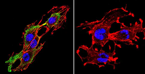 Immunocytochemistry/ Immunofluorescence - Anti-Prolactin Receptor/PRL-R antibody [T6] (AB2773)