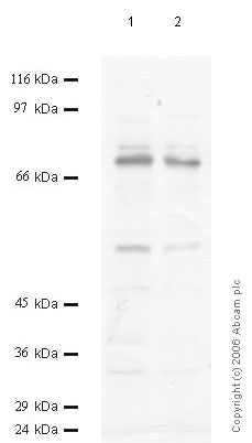 Western blot - Anti-Prolyl Endopeptidase antibody (AB58988)