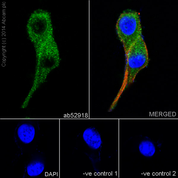 Immunocytochemistry/ Immunofluorescence - Anti-proNGF antibody [EP1320Y] - BSA and Azide free (AB271847), expandable thumbnail