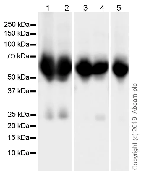 Western blot - Anti-Properdin/PFC antibody [3A3E1] - BSA and Azide free (AB254275)