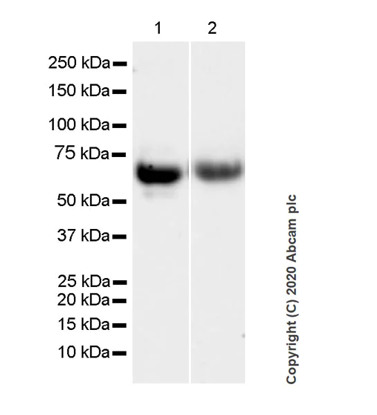 Western blot - Anti-Properdin/PFC antibody [6E9E6] - BSA and Azide free (AB254276)