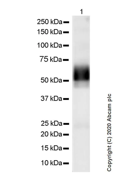 Western blot - Anti-Properdin/PFC antibody [6E9E6] - BSA and Azide free (AB254276)