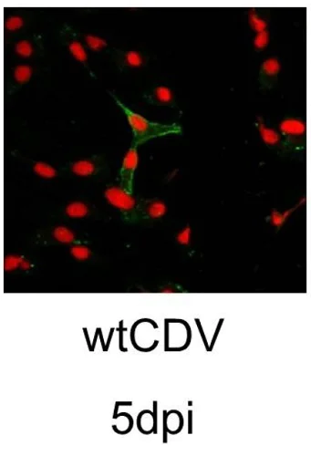 Immunofluorescence - Propidium Iodide (AB14083)