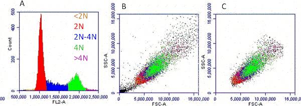 Flow Cytometry - Propidium Iodide Flow Cytometry Kit (AB139418), expandable thumbnail